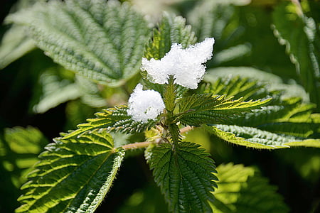 shallow focus photography of white flowers thumbnail