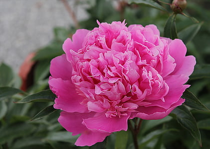 pink peony flower in close-up photography thumbnail