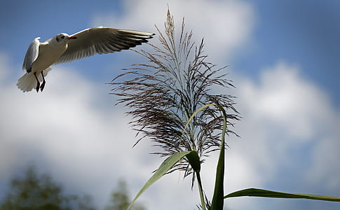 time lapse photography of seagull in flight thumbnail