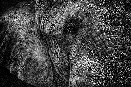closeup grayscale photography of elephant thumbnail