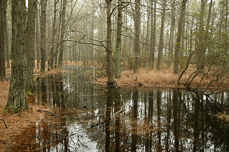 body of water surrounded by trees thumbnail