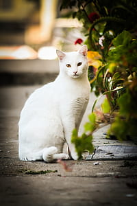 selective focus photography of short-fur white cat sitting near green leafed plants thumbnail