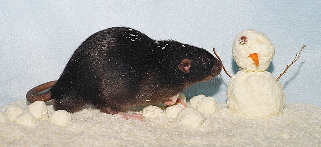 black rodent sniffing white snowman thumbnail
