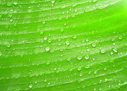 green leaf with water dews thumbnail