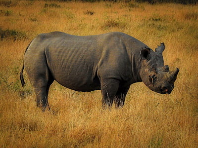 black rhinoceros thumbnail