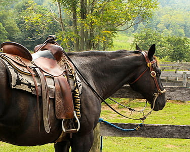 brown horse during daytime thumbnail