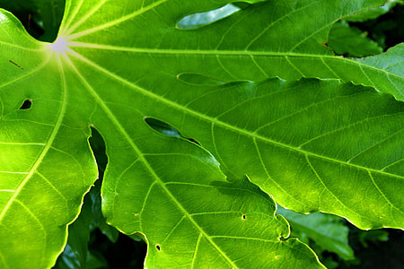 green leafed thumbnail