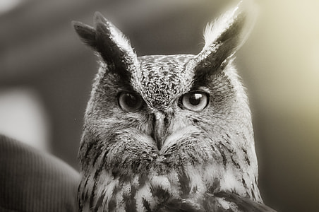 owl greyscale photo thumbnail