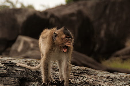 brown monkey screaming thumbnail