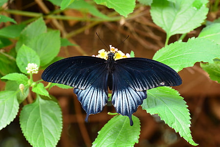 selective focus photography of great mormon butterfly perched on yellow flower thumbnail