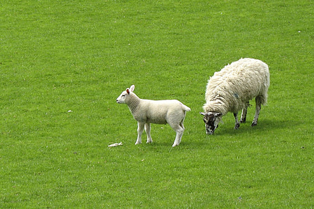 two sheep on green grass field thumbnail