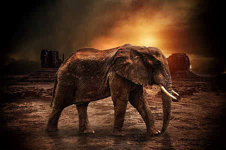 brown elephant walking on brown soil thumbnail