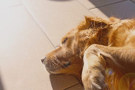 adult Golden retriever sleeping on white floor tile thumbnail
