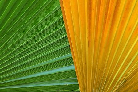 abstract, background, close-up, color, detail, flora thumbnail