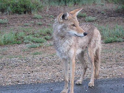 brown coyote thumbnail