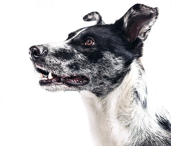 closeup photography of black and white dog thumbnail