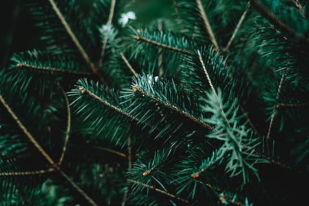 green leaf tree thumbnail