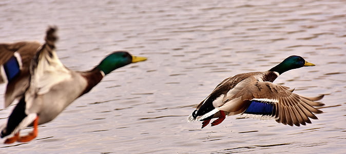 two flying white-black-and-green mallard ducks thumbnail
