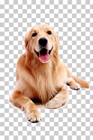Golden Retriever Labrador Retriever Puppy, Dog pet Golden Retriever, photo of adult dark golden retriever PNG clipart