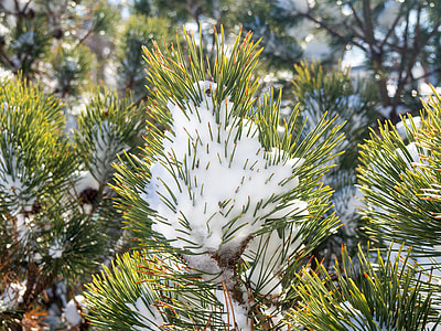 closeup photo of pine tree with snow thumbnail