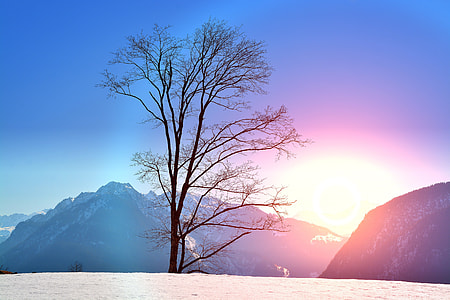black tree under blue sky during sun rise thumbnail
