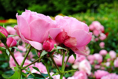 selective focus photography of bloomed pink rose thumbnail