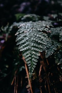 green leaf plant thumbnail