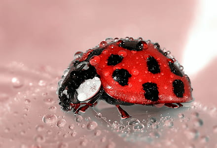shallow focus photography red and black ladybug thumbnail