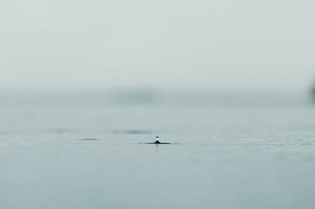 closeup photography of body of water thumbnail