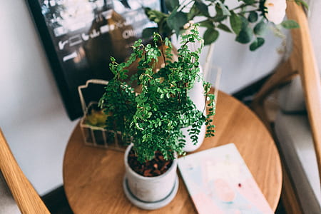 green leafed plant on gray pot thumbnail