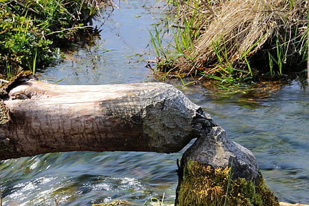 body of water in between green plants thumbnail