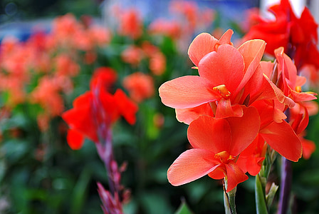 tilt-shift lens photography of red flowers thumbnail