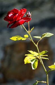 red rose in closeup shot during daytime thumbnail
