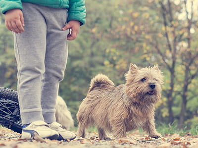 man, trees, animal, dog thumbnail