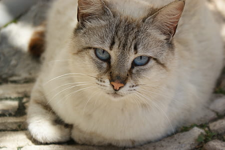 closeup photo of brown cat thumbnail