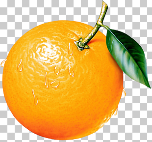 Orange , Orange , orange fruit illustration PNG clipart