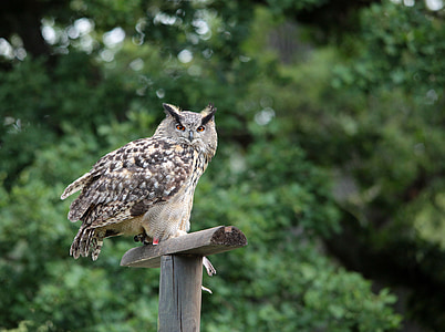 brown and black owl on brown wooden stand thumbnail