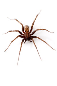 brown and black spider thumbnail