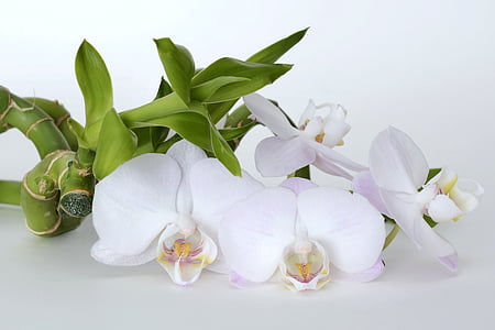 closeup photo of white moth orchid thumbnail