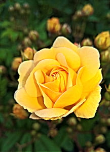 yellow petal flower blooming during daytime thumbnail