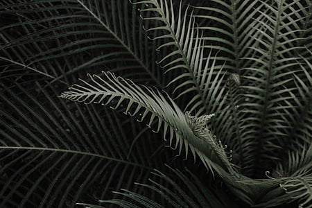 close-up of green leafed plant thumbnail