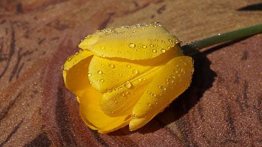 yellow tulip with water droplets on brown surface closeup photography thumbnail