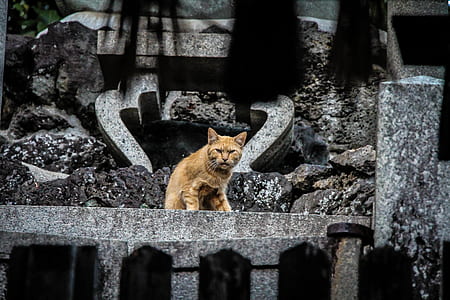 orange tabby cat standing on concrete board thumbnail