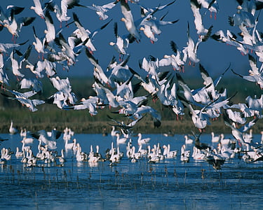 flock of white birds on body of water thumbnail