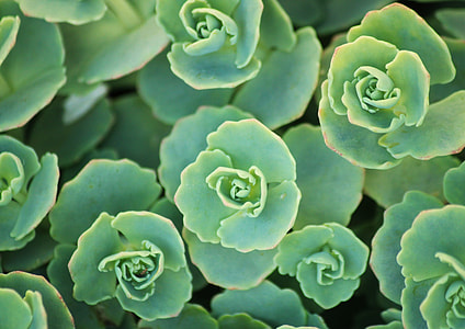 green succulent plants thumbnail