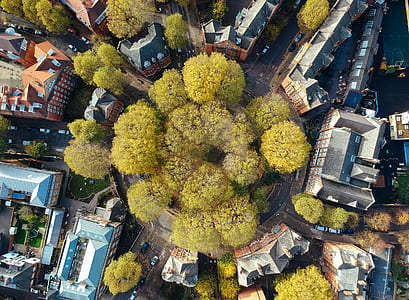 aerial photo of trees surrounded by buildings thumbnail