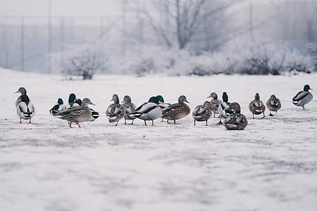 Flock of Mallard Ducks thumbnail