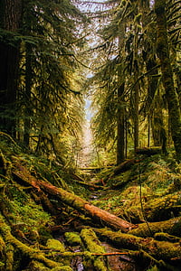 photo of rainforest thumbnail