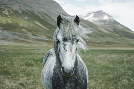 gray and white horse thumbnail