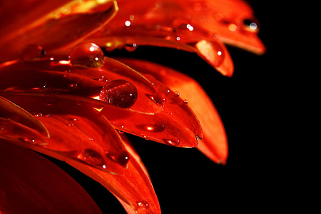 close-up photo of water drops on red petaled flower thumbnail